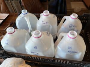 Winter Sowing in Milk Jugs: A Step-By-Step Guide