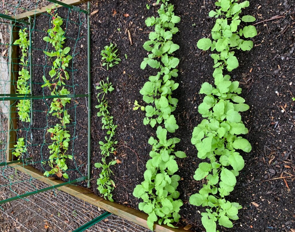 vegetables in a raised bed