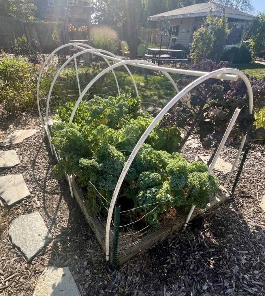 Hoop house on raised bed