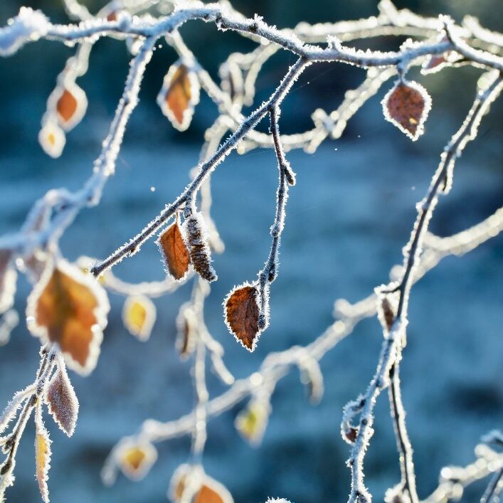 Frosty leaves